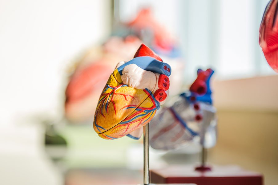 a dummy heart used for teaching healthcare